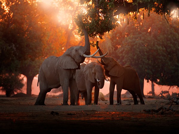 Elephants reaching for leaves on a tree